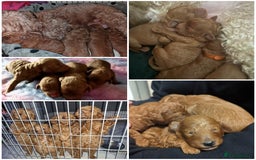 Miniature Poodle dogs for stud: ✅️DNA Test Red KC Miniature Poodle Stud Manchester in Manchester - Image 16
