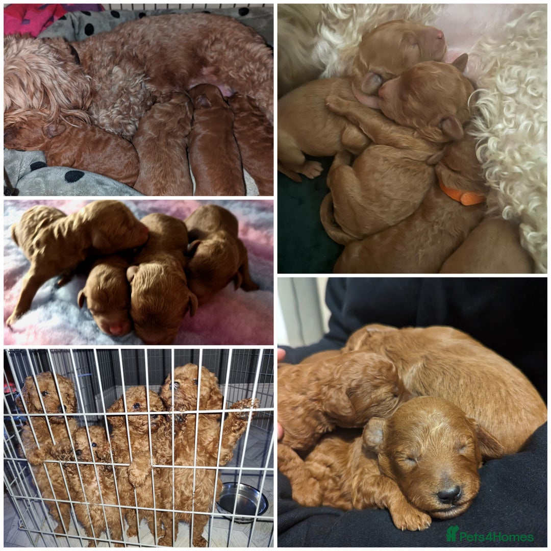 Miniature Poodle dogs for stud: ✅️DNA Test Red KC Miniature Poodle Stud Manchester in Manchester - Image 16