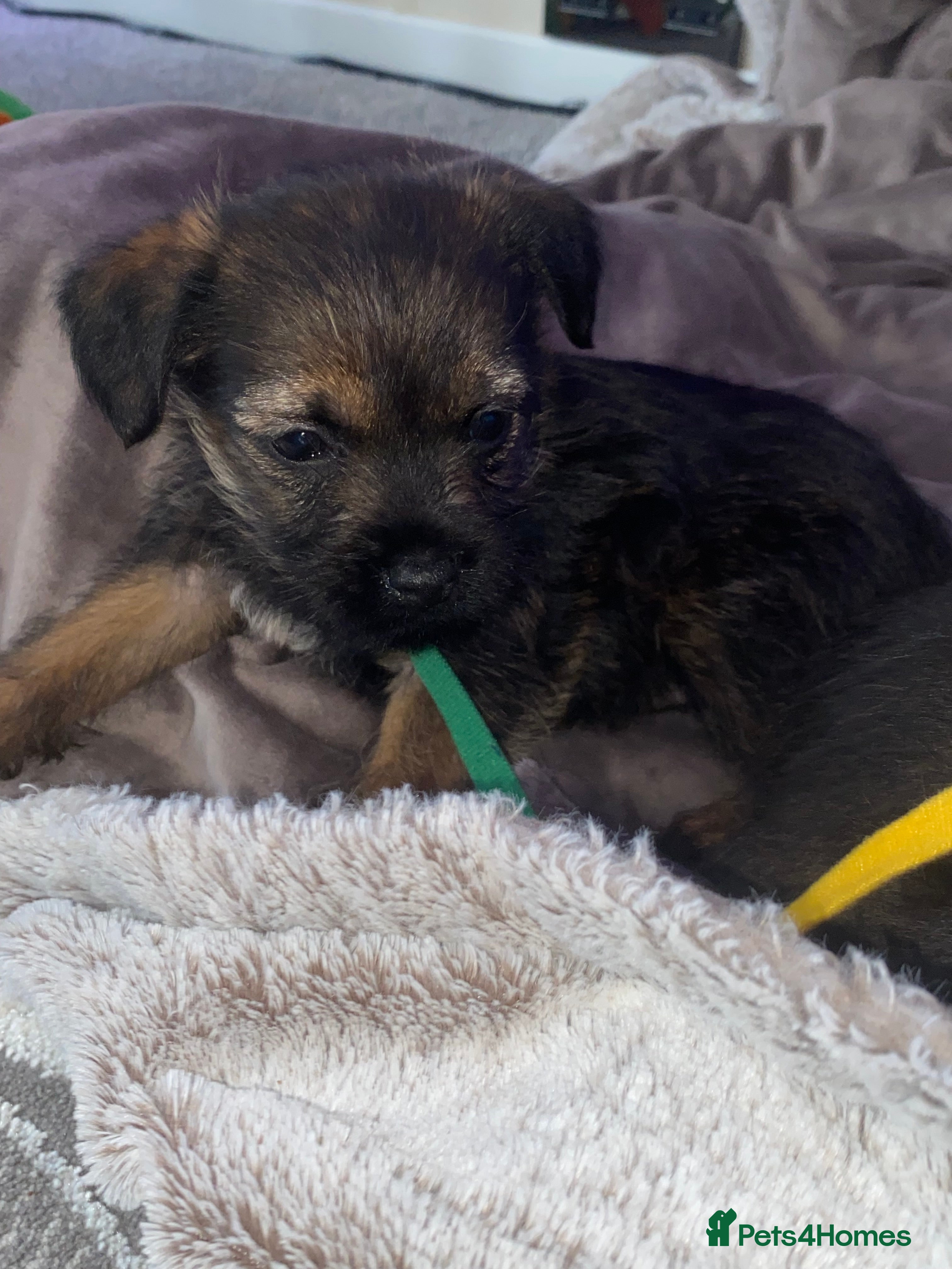 Border Terrier dogs 4 border terrier boys  - Advert 13