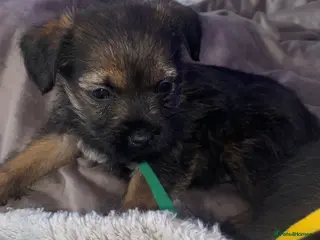 Border Terrier dogs 4 border terrier boys - Advert 13