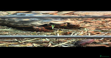 Tortoise reptiles - Advert 10