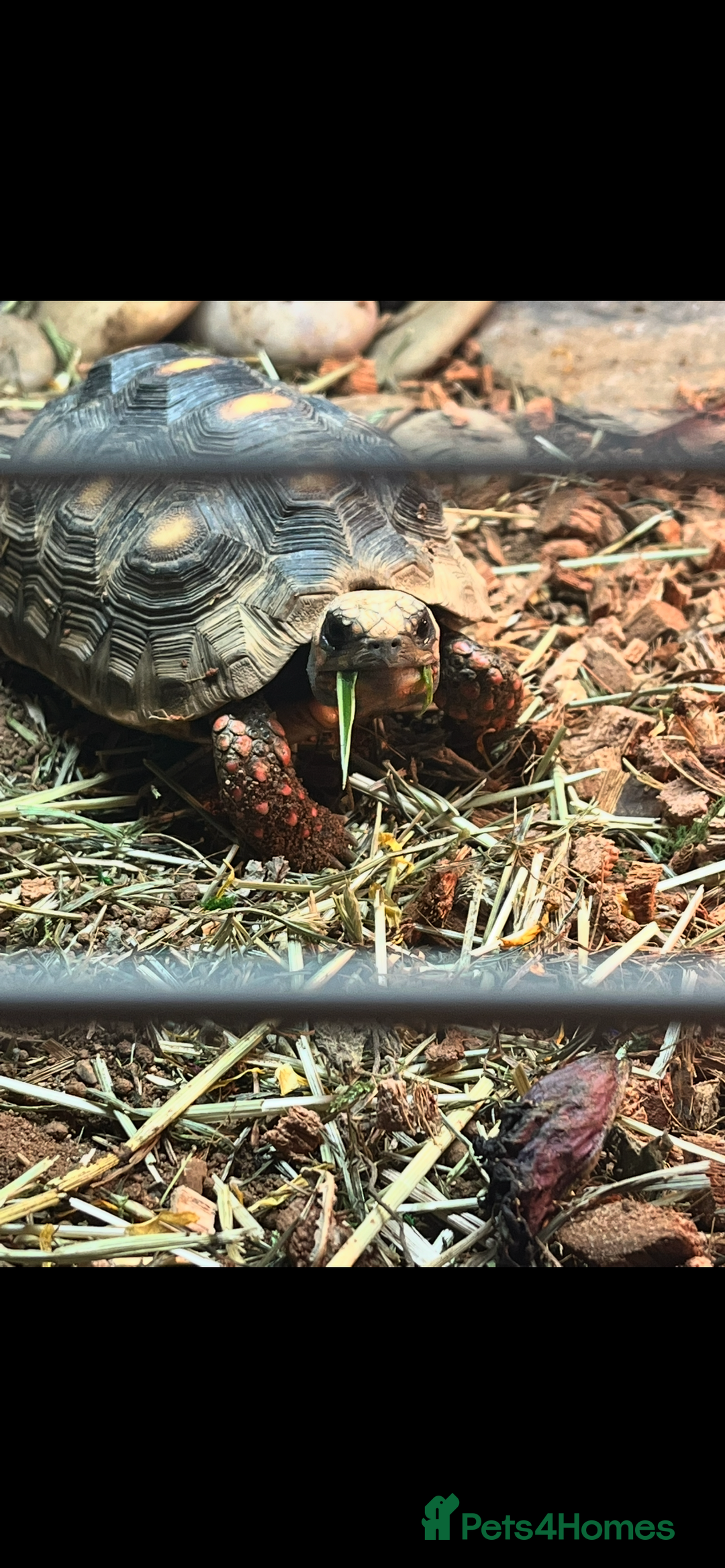 Tortoise reptiles for sale: Two red foot tortoises  - Image 2
