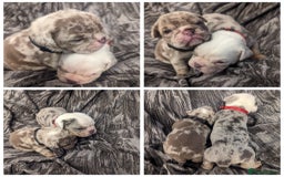 Olde English Bulldogge dogs for stud: BLUE MERLE OEB FOR STUD  in Leeds - Image 12
