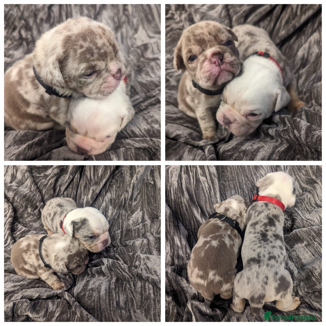 Olde English Bulldogge dogs for stud: BLUE MERLE OEB FOR STUD  in Leeds - Image 12