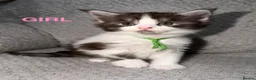 Maine Coon cats for sale: 🐾BEAUTIFUL MAINECOON KITTENS😻 3 BOYS & 2 GIRLS🐾 - Advert 6