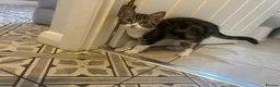 Mixed Breed cats for sale: 🐾 Push Pop & Mouse  - Advert 5