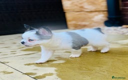 French Bulldog dogs for sale: Full Fluffy KC French bulldog Pupps 2 boys 1 girl  - Image 6