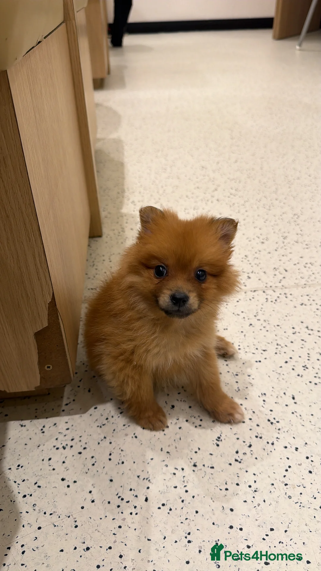 Pomeranian dogs for sale: Gorgeous Pomeranian puppy  - Advert 2