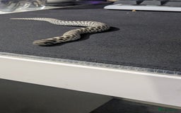 Snake reptiles for sale: Cb25 hognose snake babies. Varied morphs and sexes - Image 4