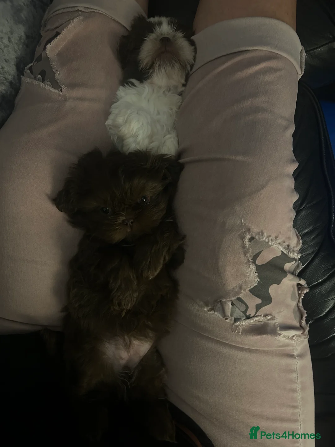 Shih Tzu dogs for sale: Chocolate Imperial Shihtzu Male - Advert 8