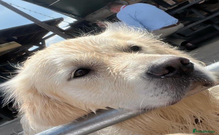 Golden Retriever dogs - Advert 8