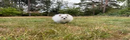 Pomeranian dogs for sale: Beautiful Purebred Pomeranian Female 5½ Months Old - Advert 7