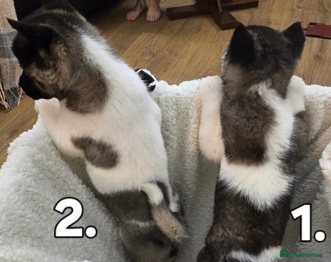 Akita dogs for sale: Gorgeous American Akita Pups for Sale - Advert 7