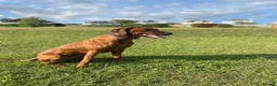 Rhodesian Ridgeback dogs for sale: Beautiful Rhodesian Ridgeback puppies-Family pet - Advert 9