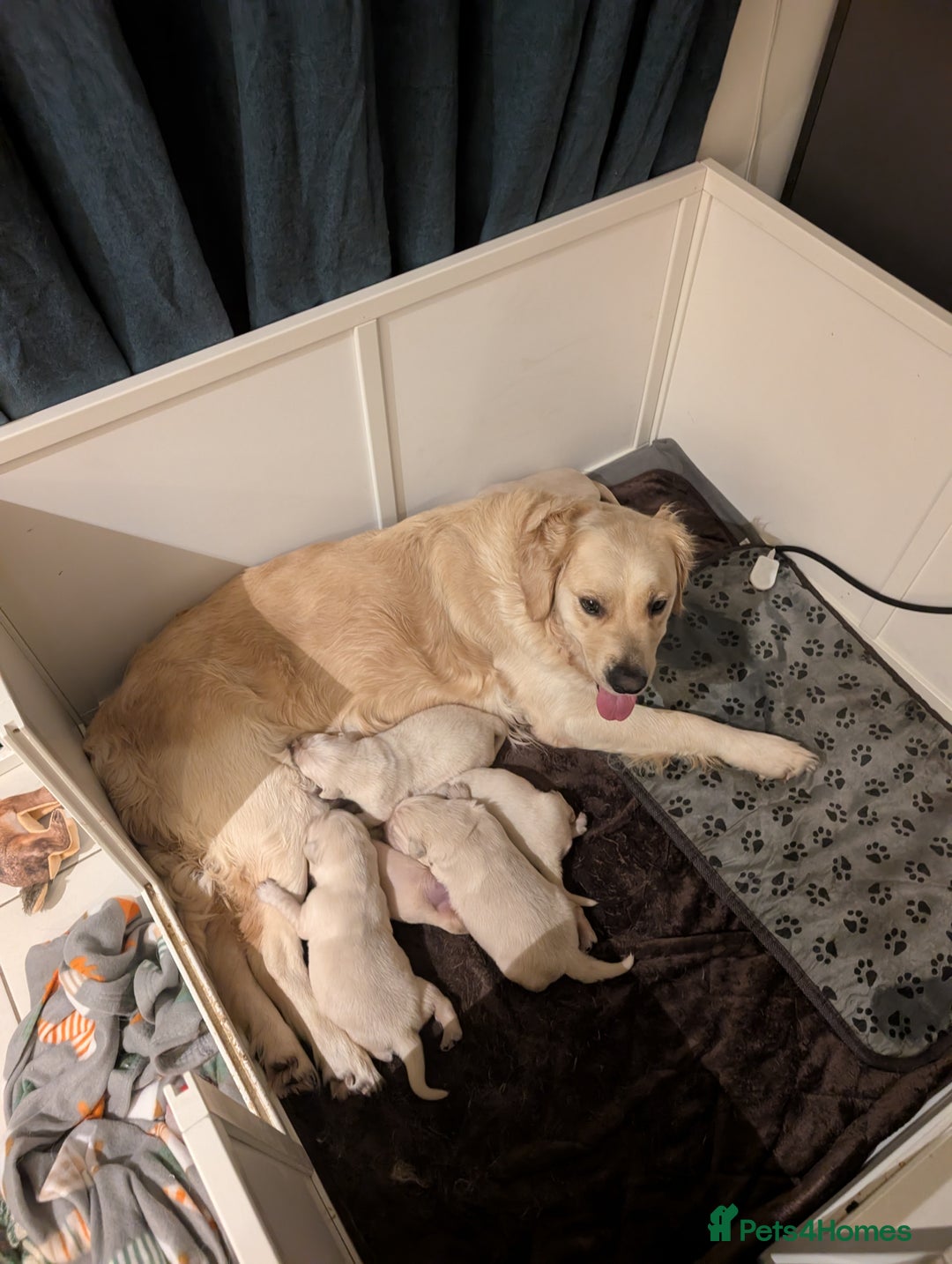 Golden Retriever dogs for sale: Golden Retriever Puppies For Sale - Advert 15