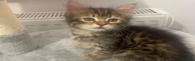 Fluffy tabby kitten 