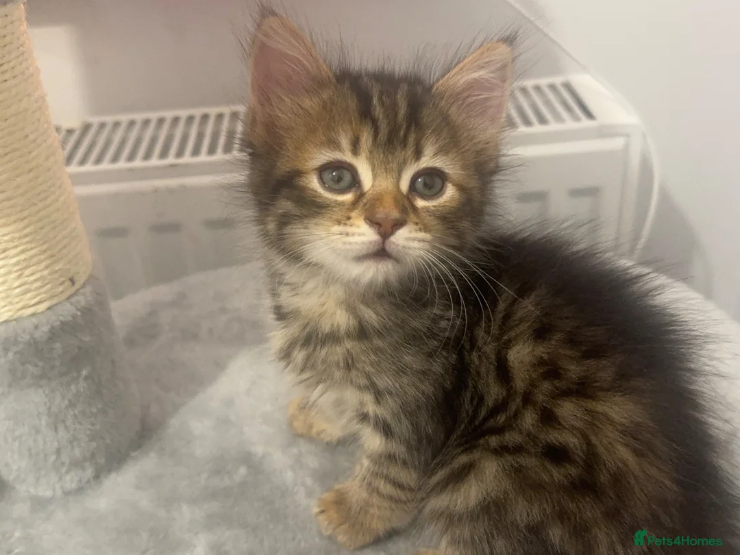 Mixed Breed cats for sale: 3 gorgeous kittens looking for loving home  - Advert 1