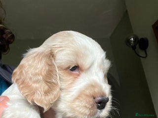 Cocker Spaniel dogs - Advert 23