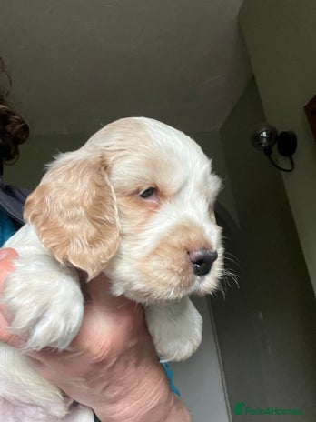 Cocker Spaniel dogs - Advert 11