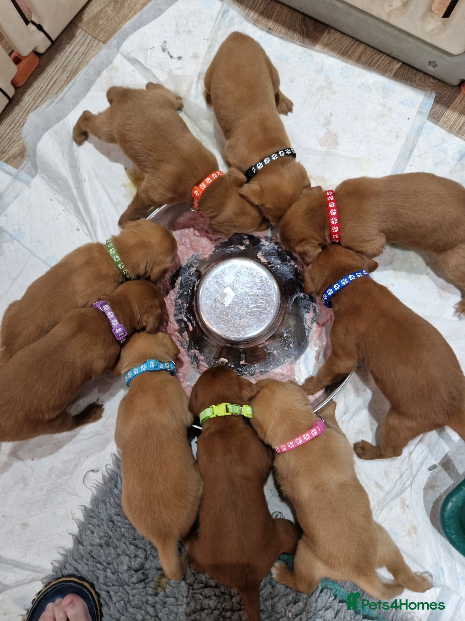 Labrador Retriever dogs Fox Red Labrador Puppies - Advert 6