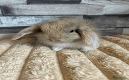 Mini Lop rabbits for sale: ⭐️Pure Breed Holland lops⭐️ - Image 6