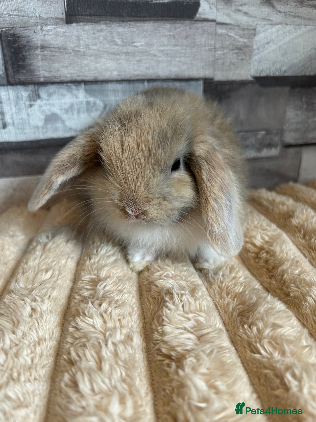 Mini Lop rabbits for sale: ⭐️Pure Breed Holland lops⭐️ - Image 6