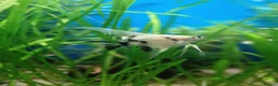 Angelfish fish for sale: Koi/Marble Angelfish - Advert 4