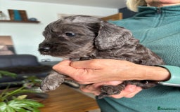 Cockapoo dogs for sale: Unique Rare Merle F1B Cockapoo Puppies - Image 12