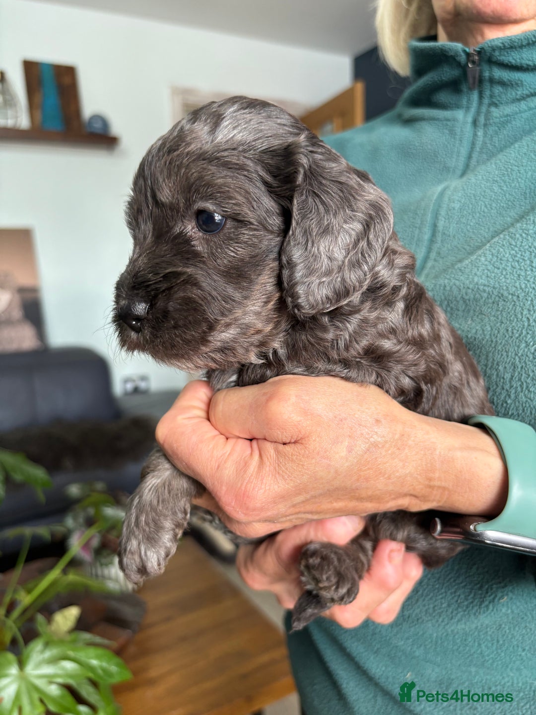 Cockapoo dogs for sale: Unique Rare Merle F1B Cockapoo Puppies - Image 12