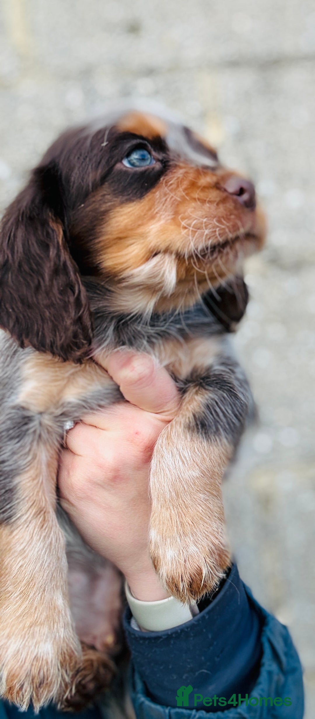 Cocker Spaniel dogs for stud: Cracking cocker spaniel for Stud  - Advert 12