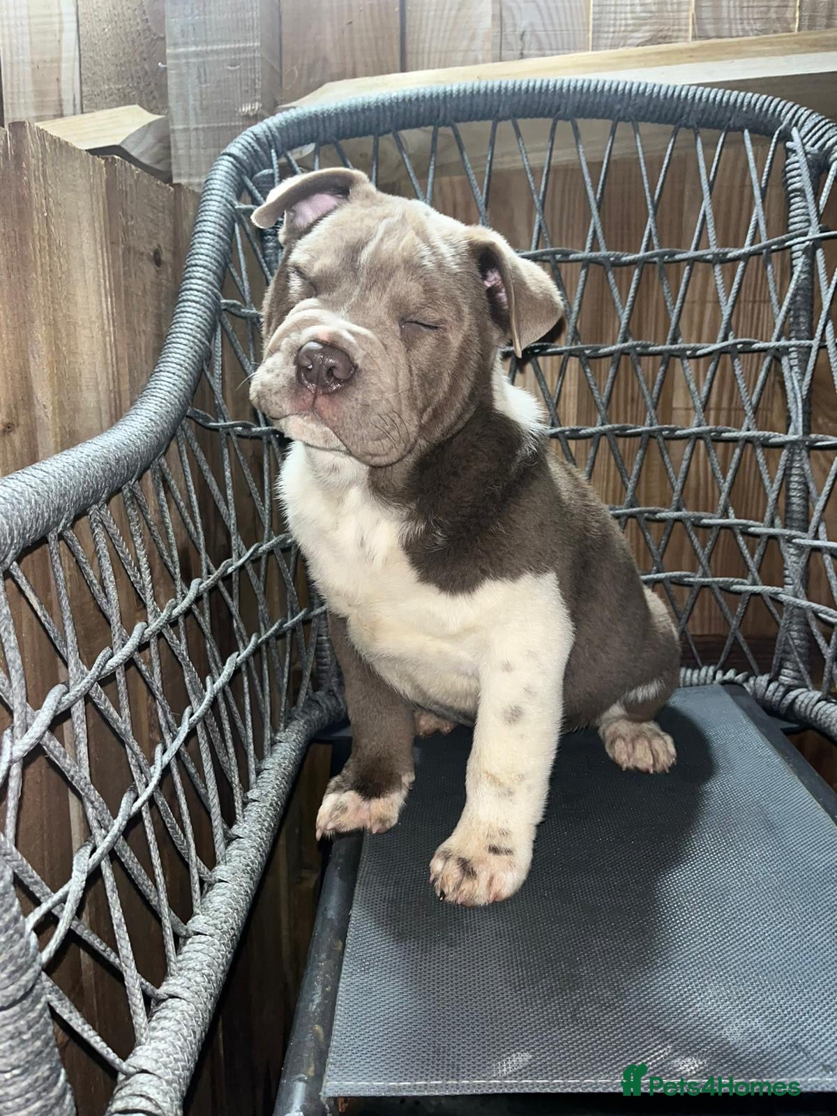Mixed Breed dogs British bulldog cross chowpei puppies - Advert 18