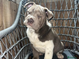 Mixed Breed dogs British bulldog cross chowpei puppies - Advert 5