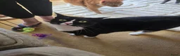 Mixed Breed cats for sale: 2 female 2 male cats  - Advert 3
