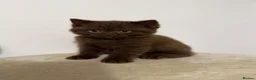 British Shorthair cats for sale: British shorthair kittens - Advert 1
