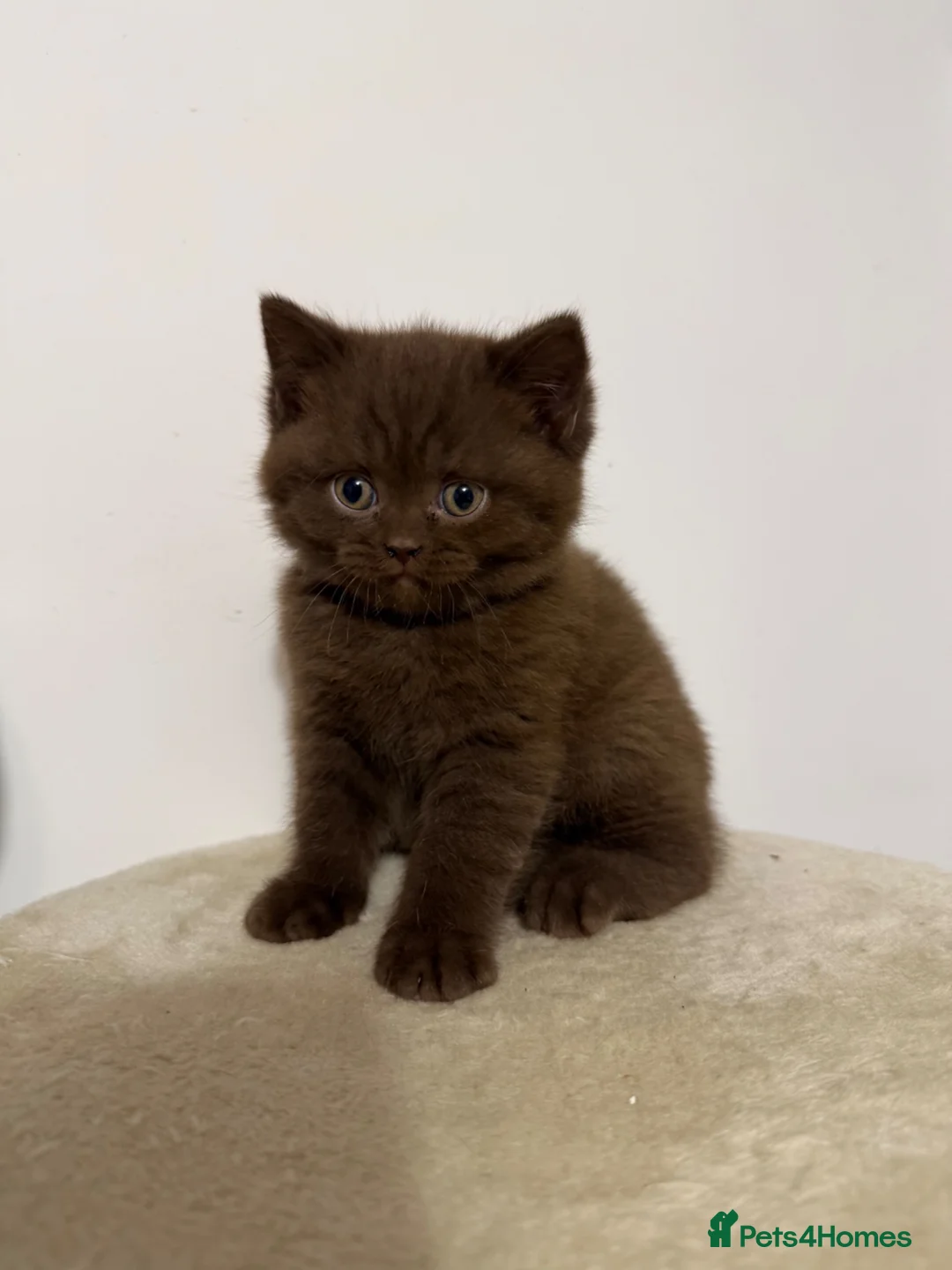 British Shorthair cats for sale: British shorthair kittens - Advert 1