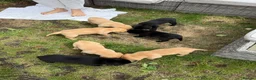 Labrador Retriever dogs for sale: 2 beautiful black boys and fox red girl - Labrador in Christchurch - Advert 5