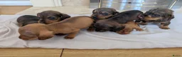 Mixed Breed dogs for sale: 3/4 dachshund 1/4 jack Russell - Advert 23
