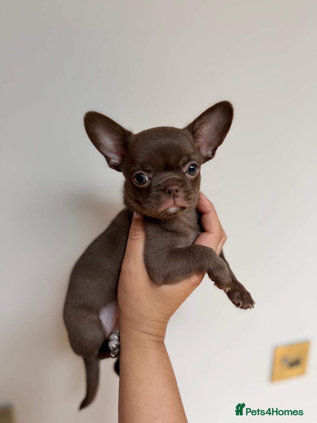 Chihuahua dogs KC puppies for sale  - Advert 11
