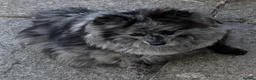 Pomeranian dogs for sale: Beautiful Pomeranian Puppies in Longfield - Advert 4