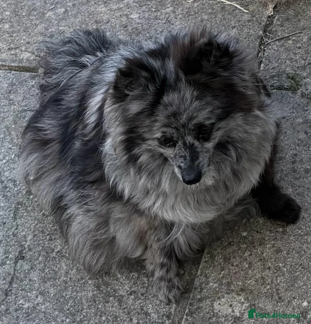 Pomeranian dogs for sale: Beautiful Pomeranian Puppies in Longfield - Advert 4