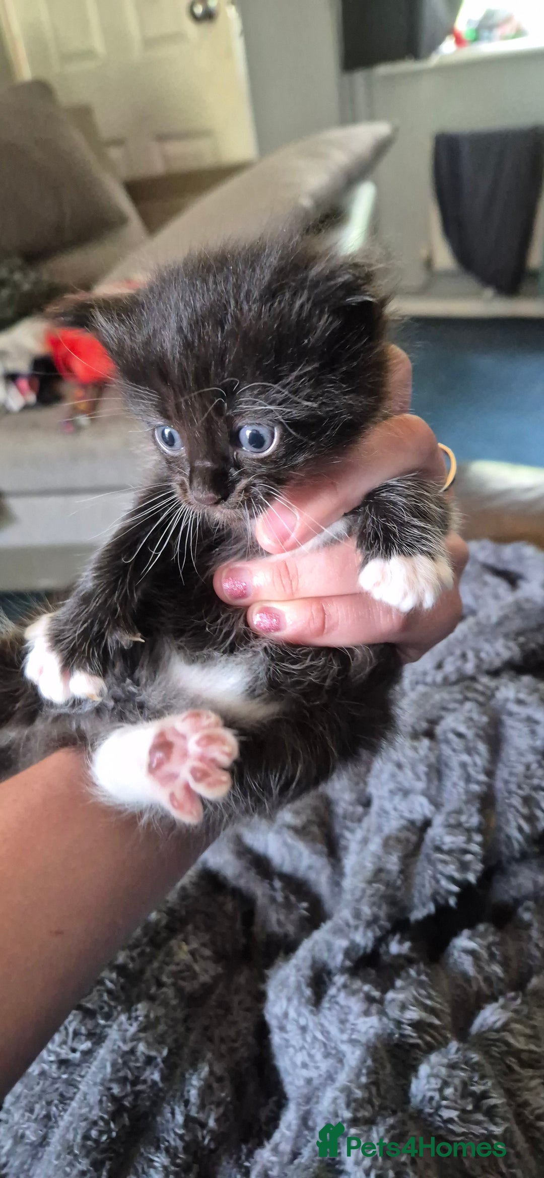 Ragdoll cats for sale: Half ragdoll kittens - Image 7