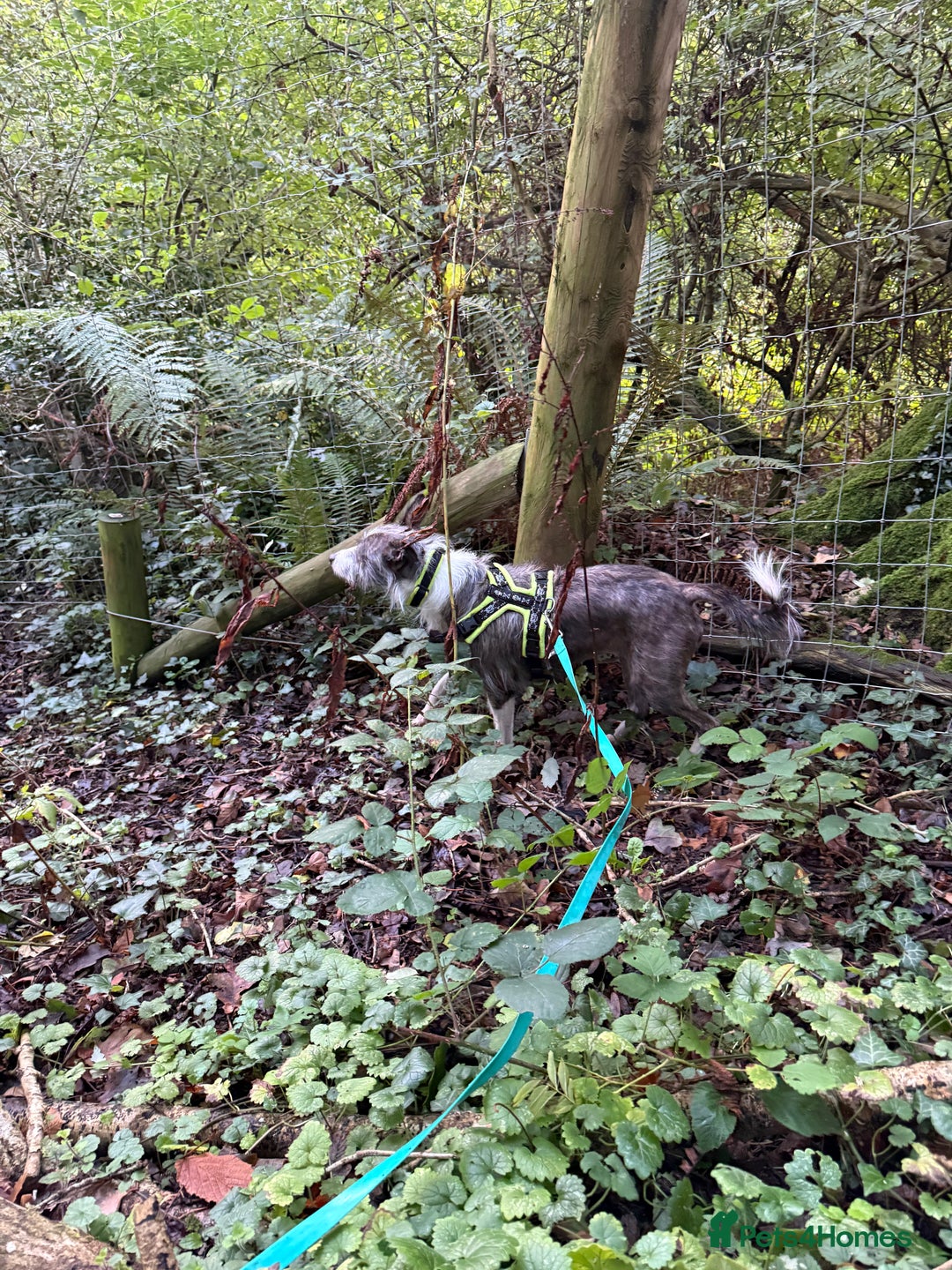 Mixed Breed dogs for adoption: FOR ADOPTION - BUBBA – BEAFORD, DEVON  - Image 3