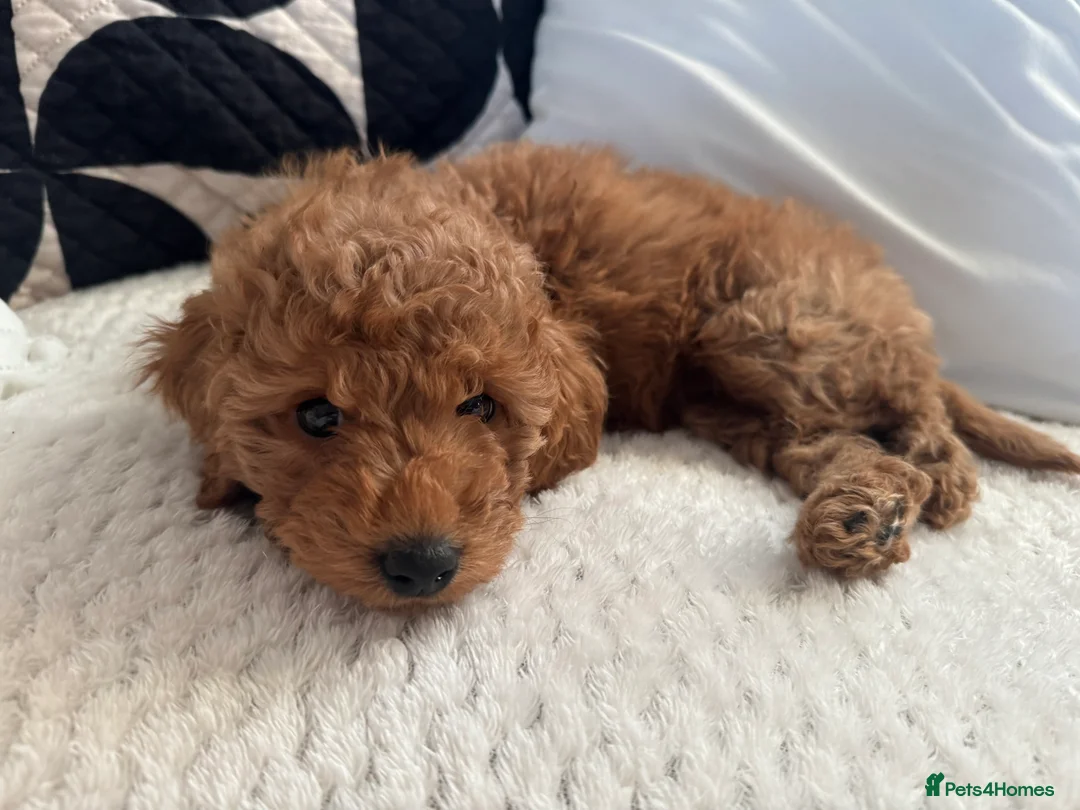 Cockapoo dogs for sale: Stunning cockapoo girl in Willenhall - Advert 2