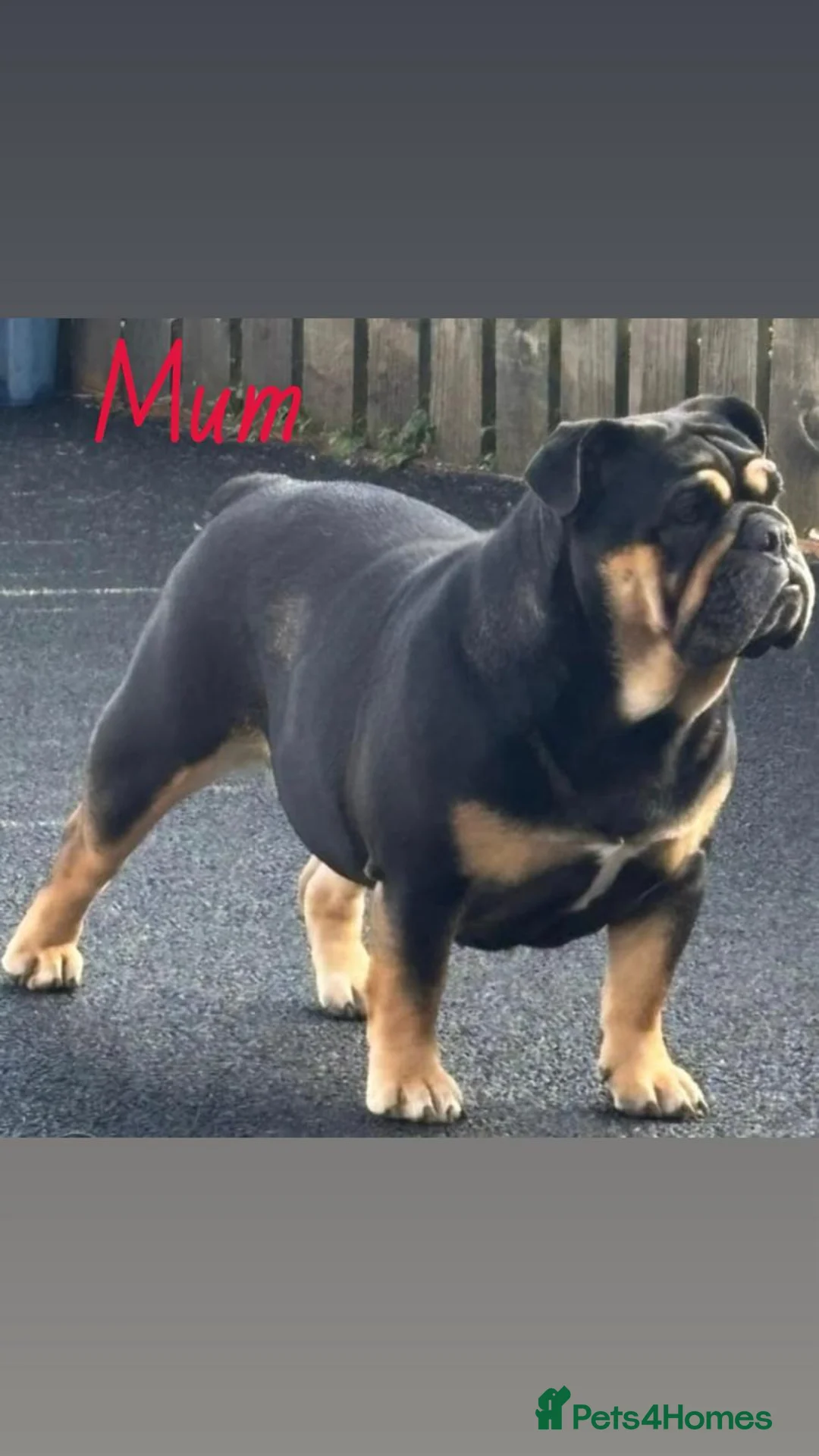 English Bulldog dogs for sale: 2 Gorgeous Black & Tan Girls - Advert 10
