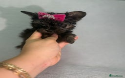Yorkshire Terrier dogs for sale: Yorkshire terrier , male ,female  - Image 3