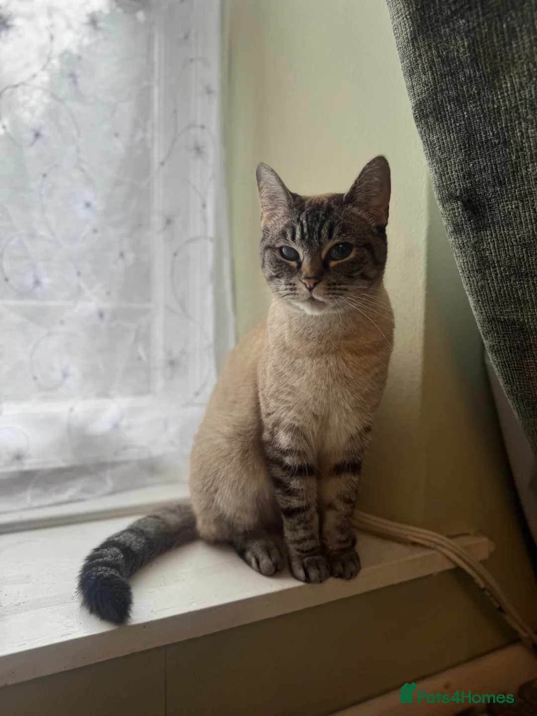 Mixed Breed cats for sale: Exceptionally friendly Ragdoll Cross - Advert 2