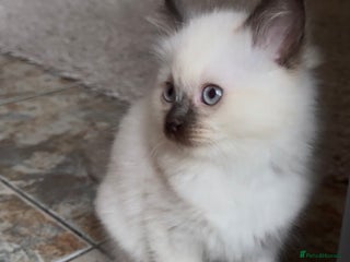 Ragdoll cats Beautiful, blue point Ragdoll kittens ☁️💗 - Advert 3