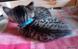 Bengal cats for sale: 6 Stunning Bengal Cross Kittens – Ready 31/10/2025 - Image 17