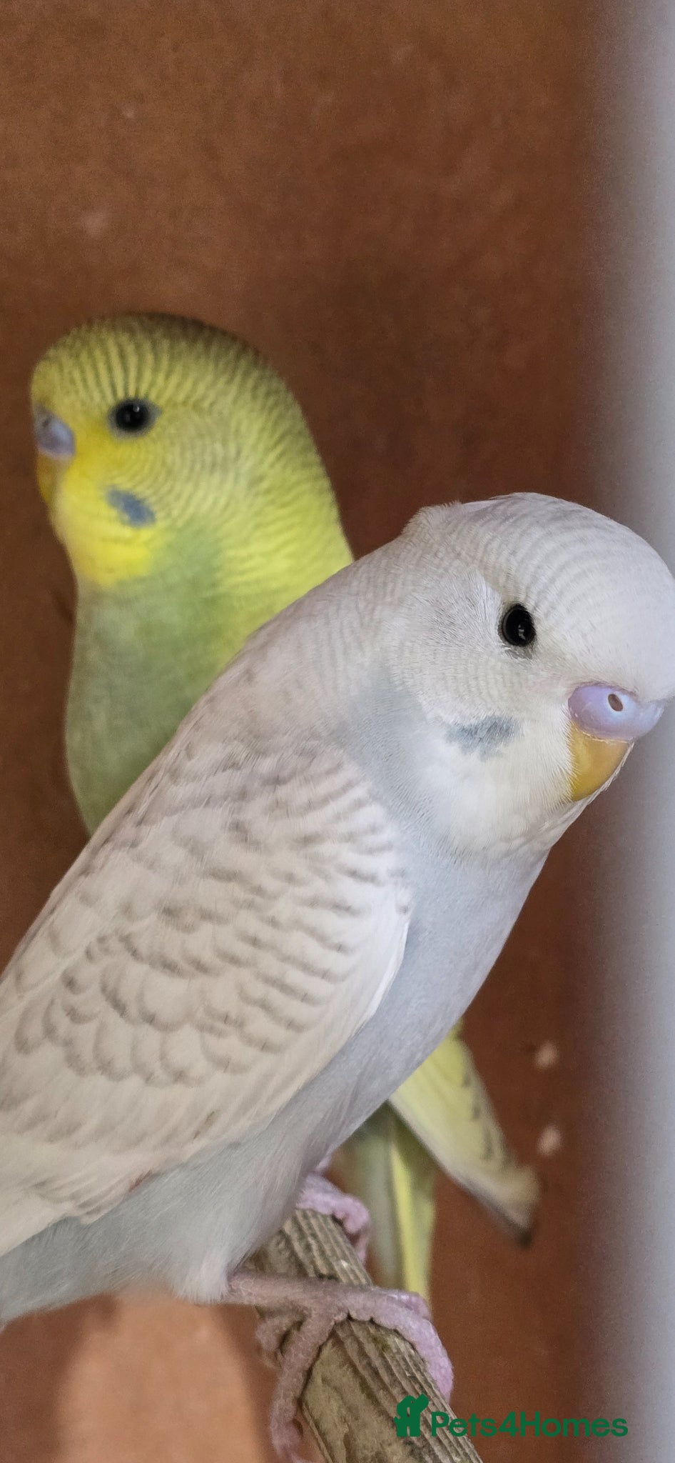 Budgerigars birds Gorgeous Baby Budgies - Advert 1