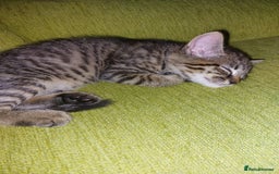 Mixed Breed cats for sale: Lovely confident kittens - Image 8